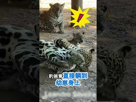 豹爸壓崽玩耍，豹媽出手制止