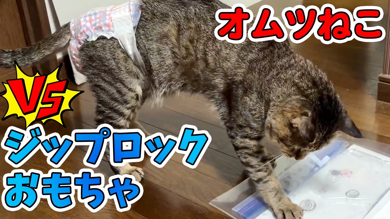 白熱！！オムねこ（オムツねこ）vs簡単ジップロックおもちゃ　#cat #pet #ねこ