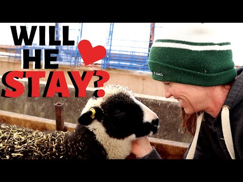 I FINALLY DECIDED...  Vlog 247