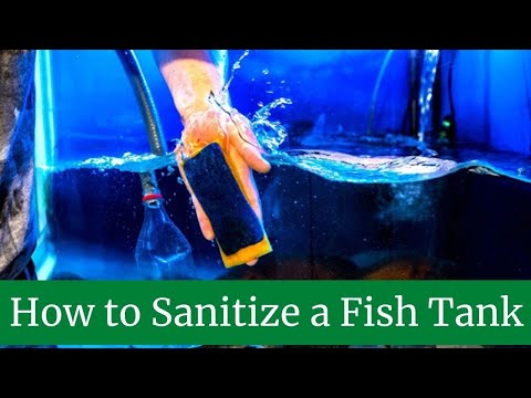 YouTube video about: How to clean a fish tank after death?