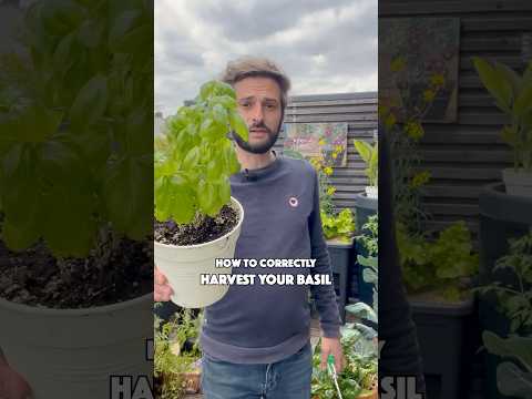 より生産性の高い植物のためにバジルを収穫して剪定する方法 🌱💚 #basil #gardening