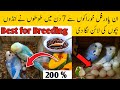 5 Super Best Foods For Birds Breeding Budgies Lovebirds Cocktail Breeding Formula Budgies