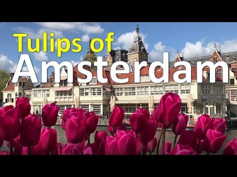 download lagu mp3 mp4 Tulip Festival Amsterdam 2017, download lagu Tulip Festival Amsterdam 2017 gratis, unduh video klip Tulip Festival Amsterdam 2017