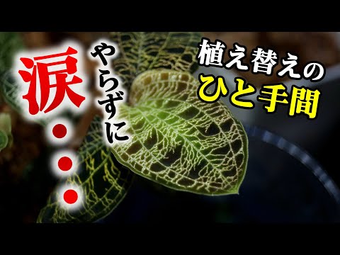 園芸 コメットオーキッド