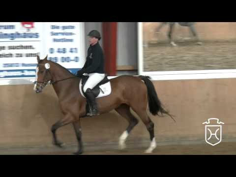 06 Holsteiner Stute von Cardino   Carpaccio   Linaro   Corrado I