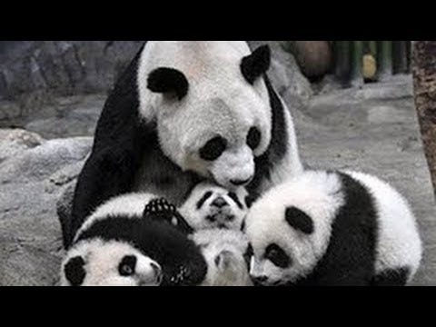 National geographic -Rare panda's life - Wildlife animal documentary[Full Documentary]