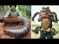 15 Abnormally Large Animals That Really Exist