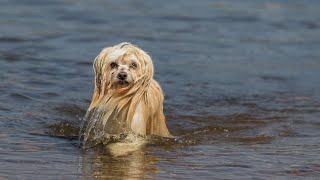 Havanese Puppy Training: Setting the Right Foundation for Behavior PART 2