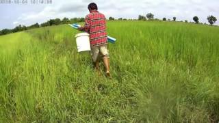 Download lagu AMAZING Eel trap How To Make Eels Trap With Plastic Pipe Catching eels in cambodian mp3 Download lagu AMAZING Eel trap How To Make Eels Trap With Plastic Pipe Catching eels in cambodian mp3