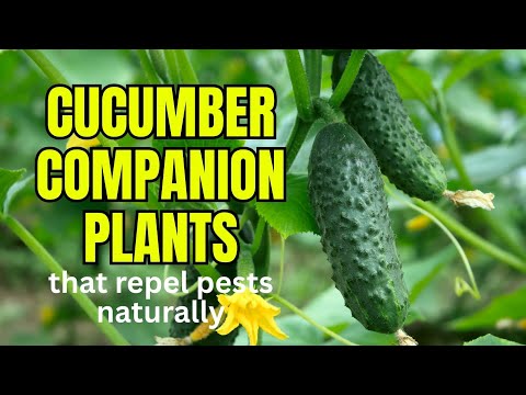 9 Best Cucumber Companion Plants That Naturally Repel Pests