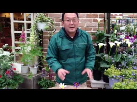 オキナグサ、オキナグサ 植物