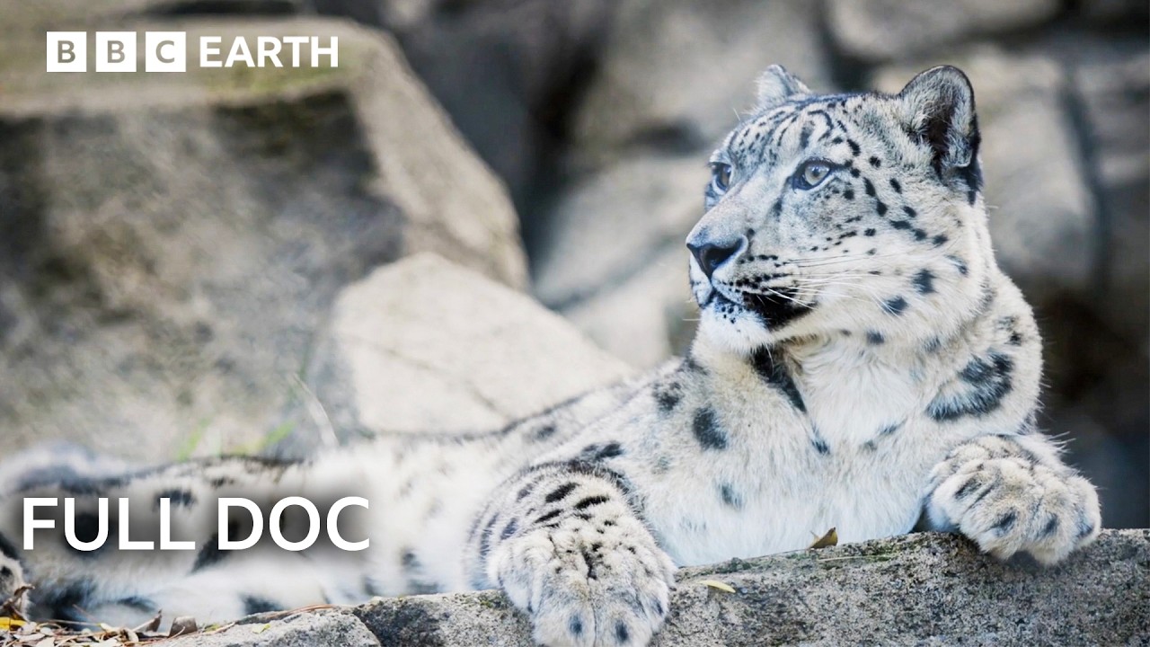 Guardians: Saving Earth's Most Endangered Animals - FULL DOC | BBC Earth