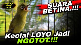 Download lagu Ciak Joss Kecial Kuning Ampuh Bikin Kecial Malas Bunyi Jadi GACOR‼️ mp3