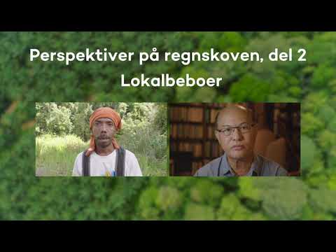 Perspektiver på regnskoven - del 1