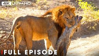 LION VS HYENA: Battle for Survival (Full Episode) | Nature Animal Documentary