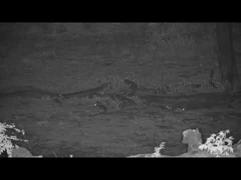 Djuma: Four Scrub Hares feeding together - 02:39 - 10/26/20