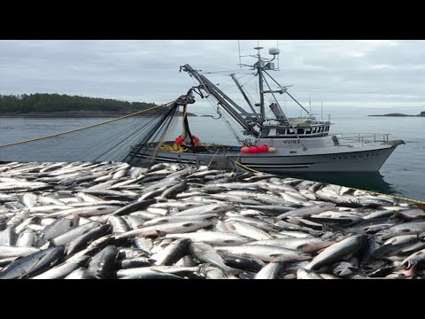 This is How Fisherman Catch Hundreds Tons Salmon - Net Fishing Catching and Processing in factury