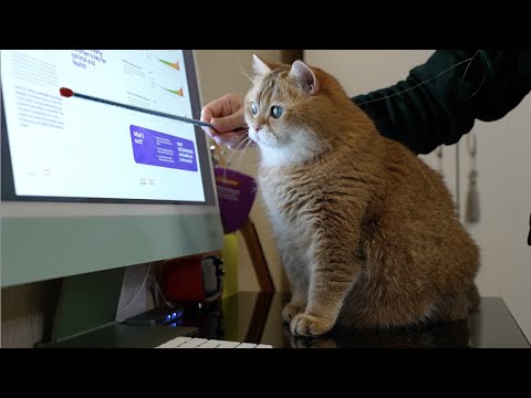 Hosico's Genetic Report (Basepaws Breed + Health Cat DNA Test)