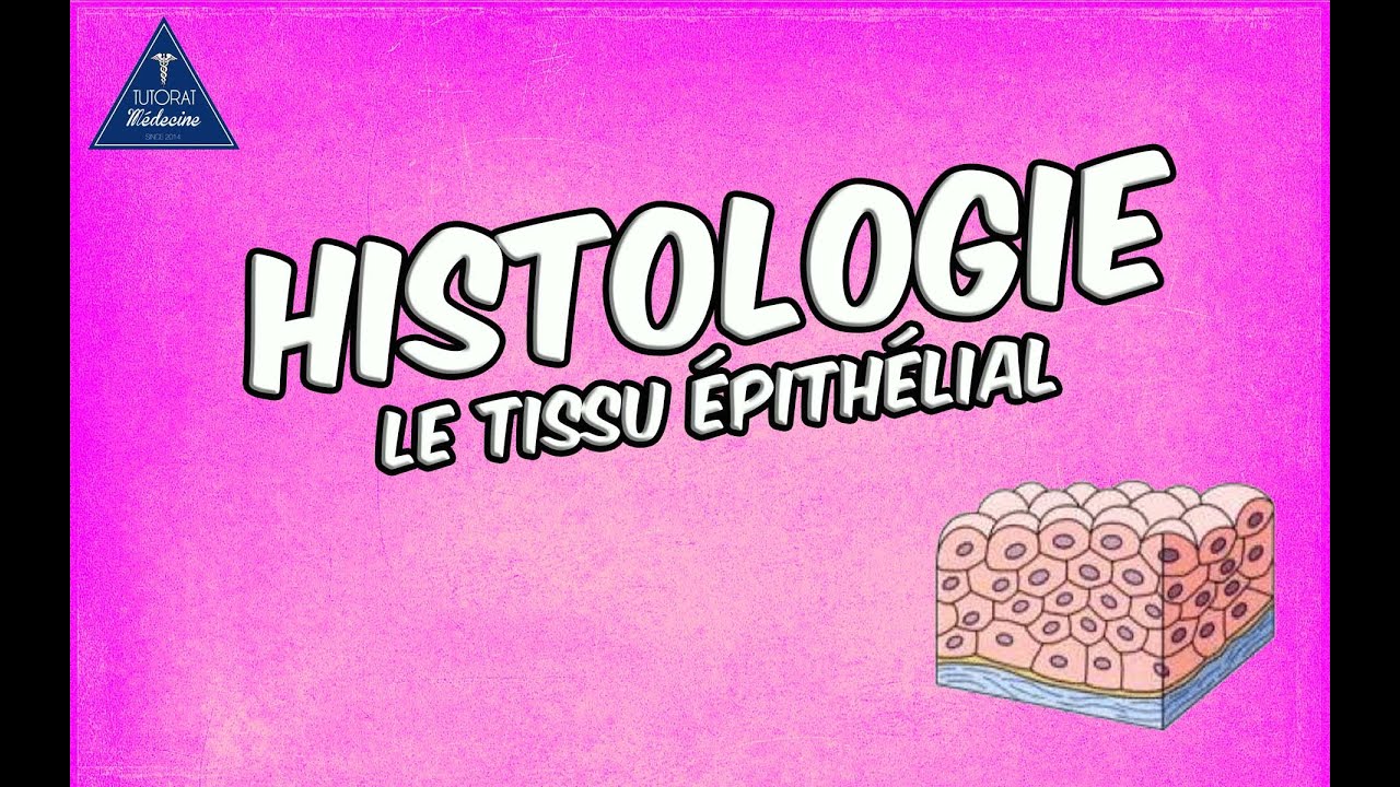 01 - Le Tissu épithélial - Généralités