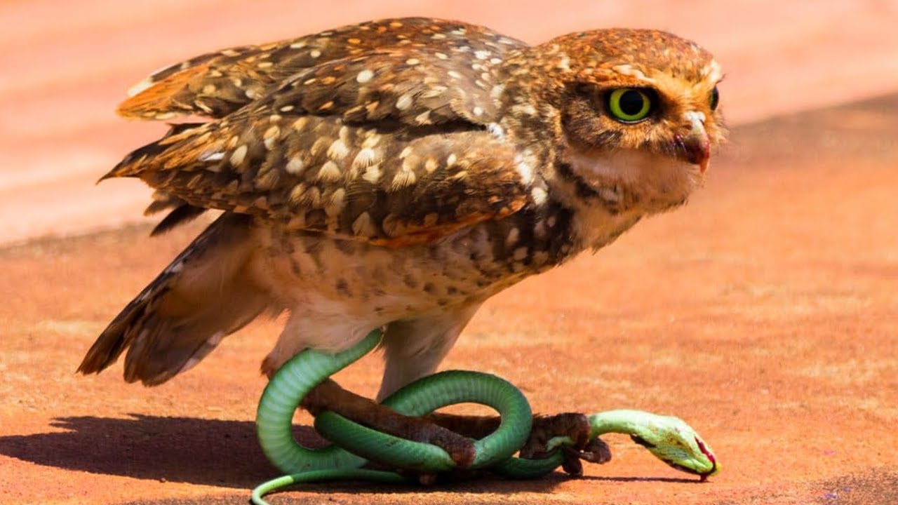 Watch Now É ISSO QUE ACONTECE QUANDO A CORUJA ENCONTRA A COBRA EM SEU CAMINHO. É ISSO QUE ACONTECE QUANDO A CORUJA ENCONTRA A COBRA EM SEU CAMINHO.