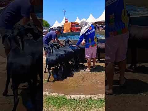 touro de genética especial cidade de Paulista Paraíba