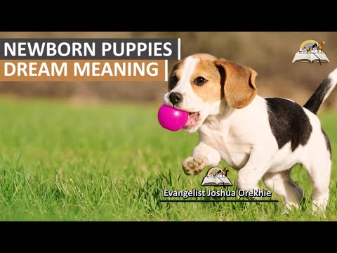 Newborn Puppies Dream Meaning - Biblical Meaning of Puppies