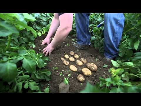 Comber Earlies Make Broadcasting Debut