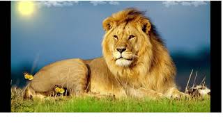 Msica relaxante |Acalmar a mente | Aliviar a ansiedade | Msica Relaxante|Acalmar a Mente e Relaxar