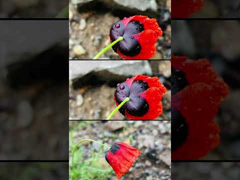 Alhena (SİRİUS Yıldızı) Doğa Fotoğrafları