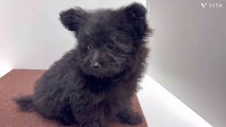 ハーフ犬の動画01