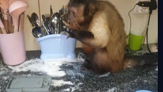 score is Monkeys 2 - Jackie 0 / and some tigers showing off