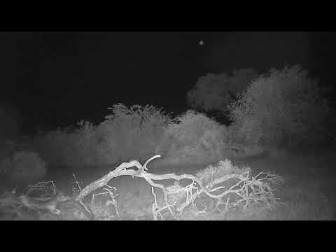 Djuma: Impalas in Open Area on alert and alarming - 02:57 - 05/11/2023