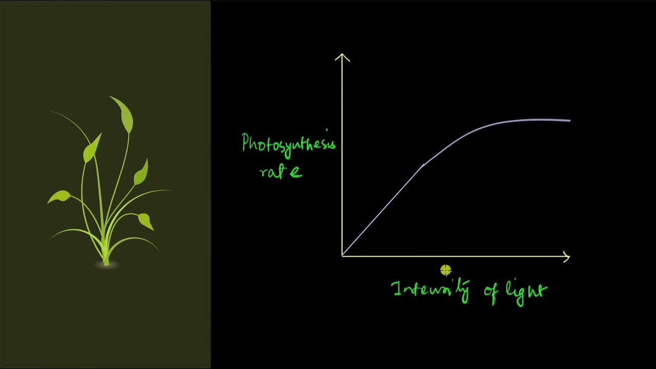 Factors affecting photosynthesis - Light | Photosynthesis in higher plants | Biology | Khan Academy