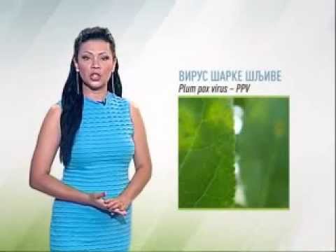 Zelena prognoza, 9.7.2015. - O virusu šarke šljive