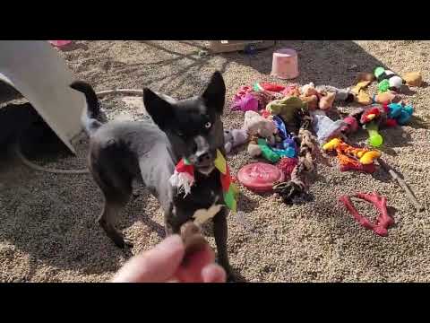 Minnie, an adoptable Husky in Freeport, IL_image-1