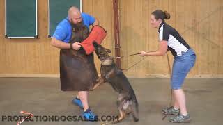 Amazing Early Training Protection Puppy &quot;Sloan&quot; 6 Mo&#39;s German Shepherd Female Dog For Sale