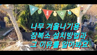 [월동준비] 겨울철 실외나무 월동준비  잠복소 설치하기 #plant tube #식물튜브 #월동준비