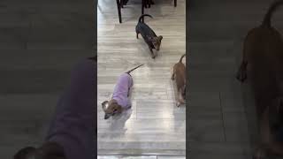 Video preview image #1 Dachshund Puppy For Sale in San Antonio, TX, USA