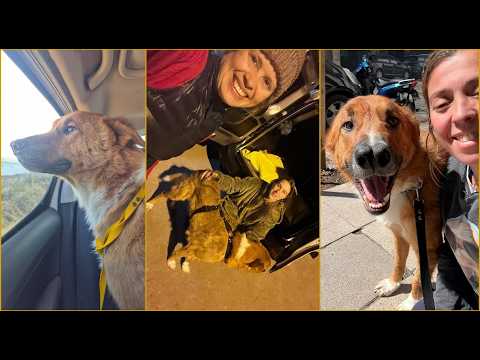 Roger, el perro abandonado que viajó 500 km hasta su nuevo hogar