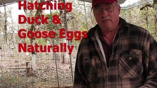 Hatching Duck & Goose Eggs Naturally