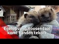 Egelopvang in Roosendaal komt geld én handen tekort