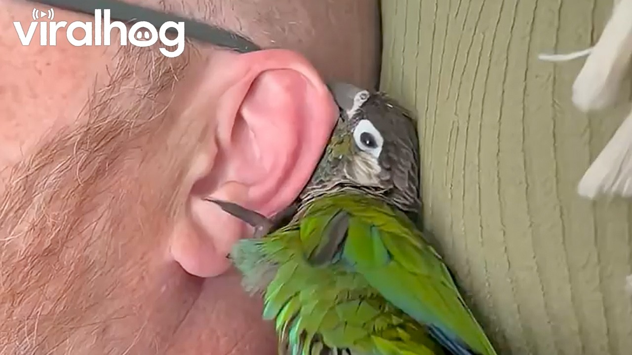 Getting a Close Ear Inspection From a Bird || ViralHog