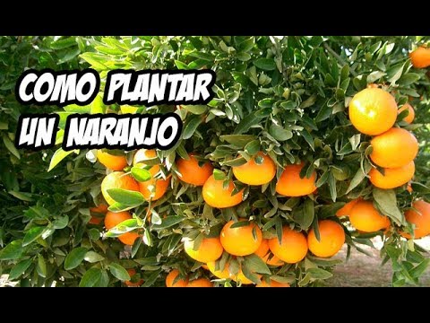 download lagu mp3 mp4 Arbol De Naranja, download lagu Arbol De Naranja gratis, unduh video klip Arbol De Naranja