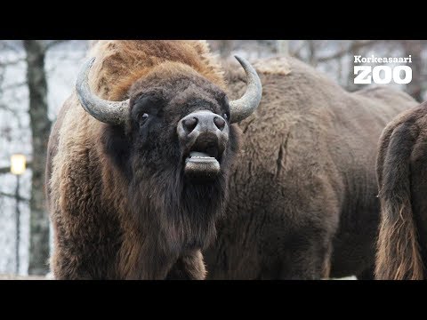 Korkeasaaren visenttilaumaan saapui 800-kiloinen sonni