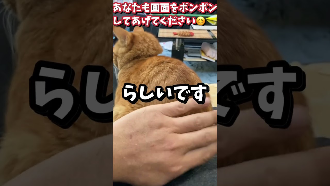 【柴犬】意外と知らない？ネコが喜ぶと言われるヒミツのツボ🤣【茶虎猫 】 #仔猫 #可愛い #柴犬 #shorts