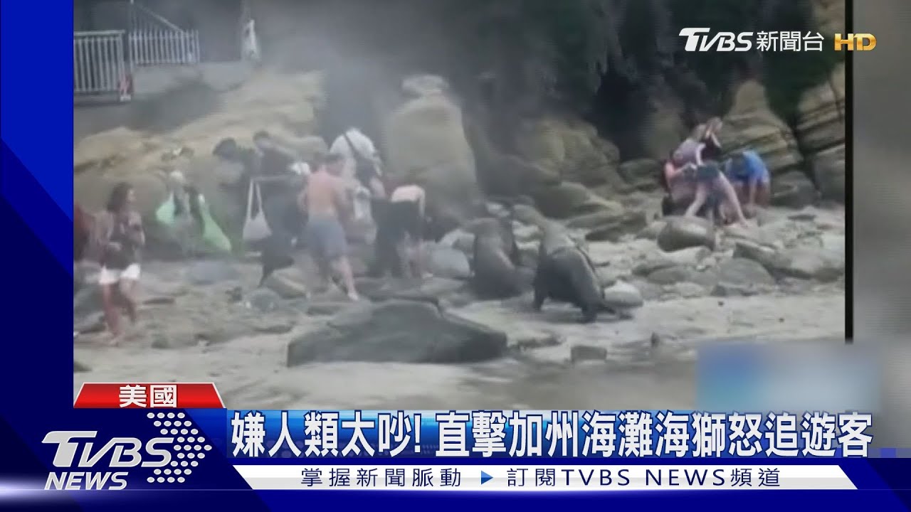 別吵!加州海灘直擊海獅怒追遊客 專家:吵鬧聲侵犯領地