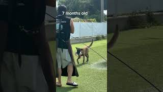 15 Malinois entrenando Apport en piscina
