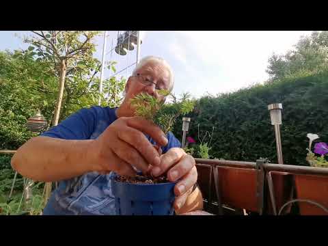 Bonsai junge Pflanzen Drahten und gestalten.