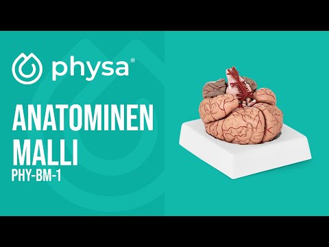 video - Anatominen malli - aivot - 9 segmenttiä - luonnollisessa koossa