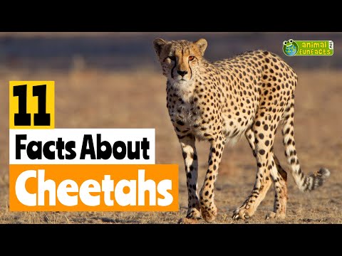 11 Facts About Cheetahs 🐱 - Learn All About Cheetahs - Animals for Kids - Educational Video